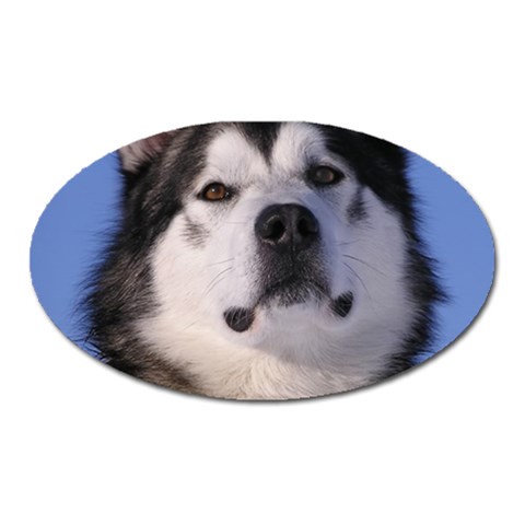 Alaskan Malamute Dog Magnet (Oval) from ArtsNow.com Front