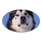 Alaskan Malamute Dog Magnet (Oval)