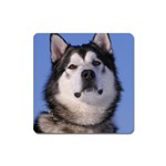 Alaskan Malamute Dog Magnet (Square)