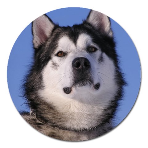 Alaskan Malamute Dog Magnet 5  (Round) from ArtsNow.com Front
