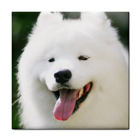 American Eskimo Dog Tile Coaster from ArtsNow.com Front