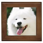 American Eskimo Dog Framed Tile