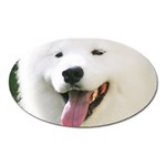 American Eskimo Dog Magnet (Oval)