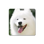 American Eskimo Dog Magnet (Square)