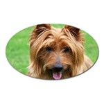 Australian Terrier Dog Magnet (Oval)