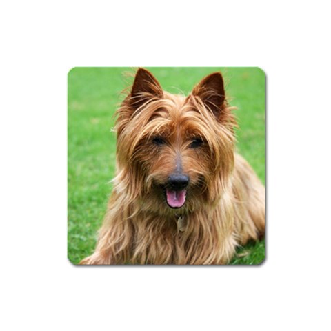 Australian Terrier Dog Magnet (Square) from ArtsNow.com Front