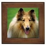 Collie Dog Framed Tile