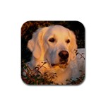 Golden Retriever Dog Rubber Square Coaster (4 pack)