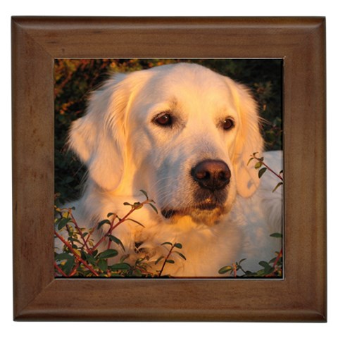 Golden Retriever Dog Framed Tile from ArtsNow.com Front