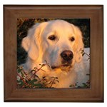 Golden Retriever Dog Framed Tile