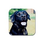 Labrador Retriever Dog Rubber Square Coaster (4 pack)