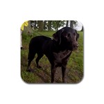 Labrador Retriever Dog Rubber Square Coaster (4 pack)