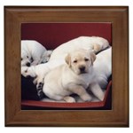 Labrador Retriever Dog Framed Tile