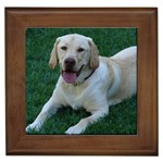 Labrador Retriever Dog Framed Tile