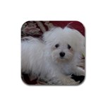 Maltese Dog Rubber Square Coaster (4 pack)