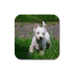 West Highland White Terrier Westie Dog Rubber Square Coaster (4 pack)