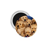 Golden Retriever 1.75  Magnet