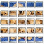 Golden Retriever 9mm Italian Charm (25 pack)
