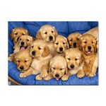 Golden Retriever Sticker A4 (100 pack)