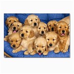 Golden Retriever Postcard 4 x 6  (Pkg of 10)