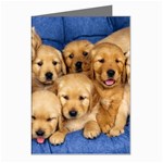 Golden Retriever Greeting Cards (Pkg of 8)