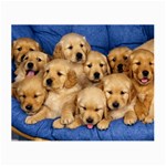 Golden Retriever Glasses Cloth (Small)