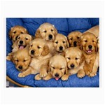 Golden Retriever Glasses Cloth (Large)