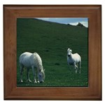 Two White Horses 0002 Framed Tile