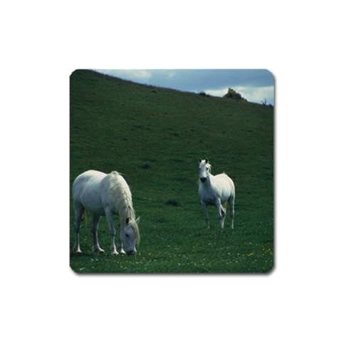 Two White Horses 0002 Magnet (Square) from ArtsNow.com Front