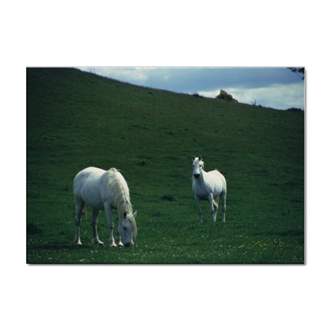 Two White Horses 0002 Sticker A4 (10 pack) from ArtsNow.com Front
