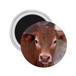 Brown Cow  0003 2.25  Magnet