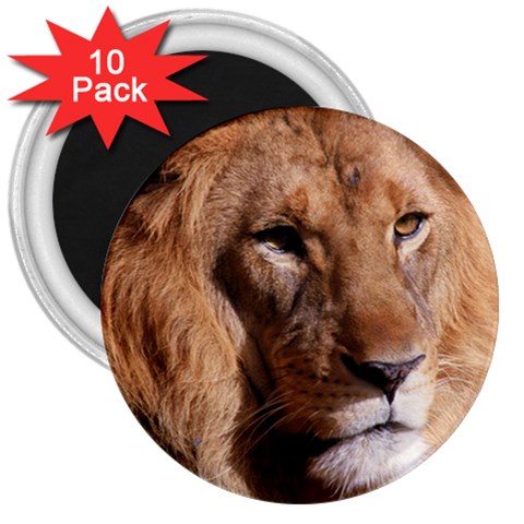 Lion 0006 3  Magnet (10 pack) from ArtsNow.com Front