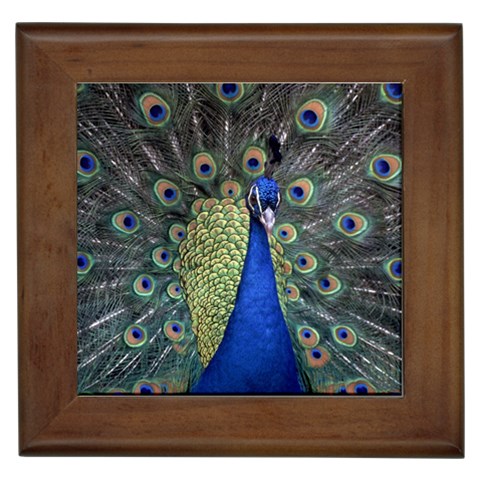 Peocock 0010 Framed Tile from ArtsNow.com Front