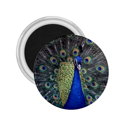 Peocock 0010 2.25  Magnet from ArtsNow.com Front