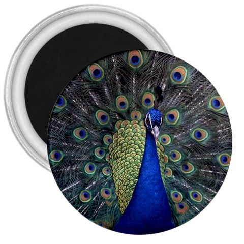 Peocock 0010 3  Magnet from ArtsNow.com Front