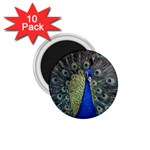 Peocock 0010 1.75  Magnet (10 pack) 