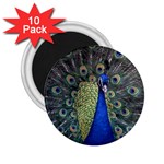 Peocock 0010 2.25  Magnet (10 pack)