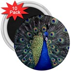 Peocock 0010 3  Magnet (10 pack)