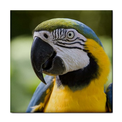 Handsome Parrot Tile Coaster from ArtsNow.com Front