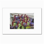 SDC10167 Postcard 5  x 7 