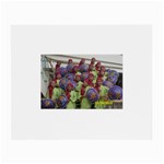SDC10167 Glasses Cloth (Small, Two Sides)