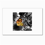 362954323_94fafe3a92 Postcards 5  x 7  (Pkg of 10)