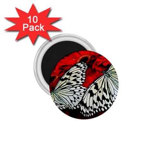 butterfly 1.75  Magnet (10 pack)  from ArtsNow.com Front