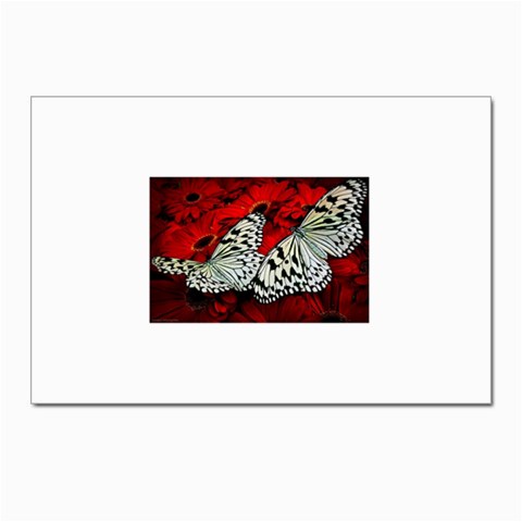 butterfly Postcards 5  x 7  (Pkg of 10) from ArtsNow.com Front