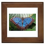 butterfly Framed Tile
