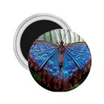 butterfly 2.25  Magnet