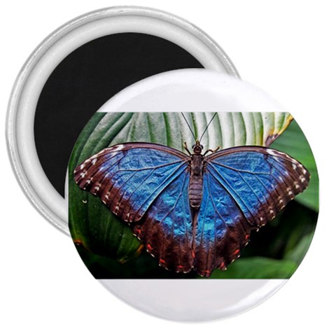 butterfly 3  Magnet from ArtsNow.com Front