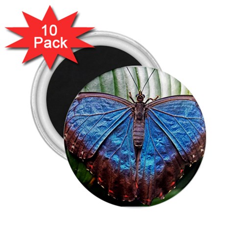 butterfly 2.25  Magnet (10 pack) from ArtsNow.com Front