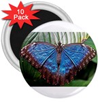 butterfly 3  Magnet (10 pack)