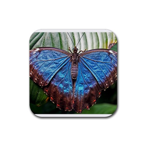 butterfly Rubber Coaster (Square) from ArtsNow.com Front